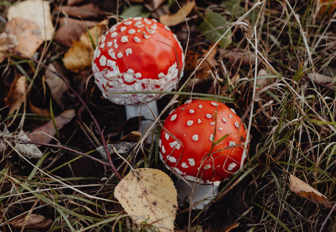 kaboompics Red toadstools poisonous mushrooms