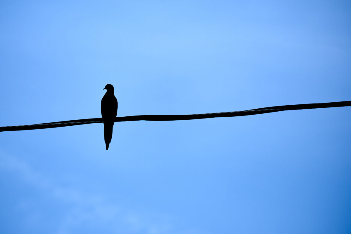 gratisography bird on wire free stock photo 1170x780 1