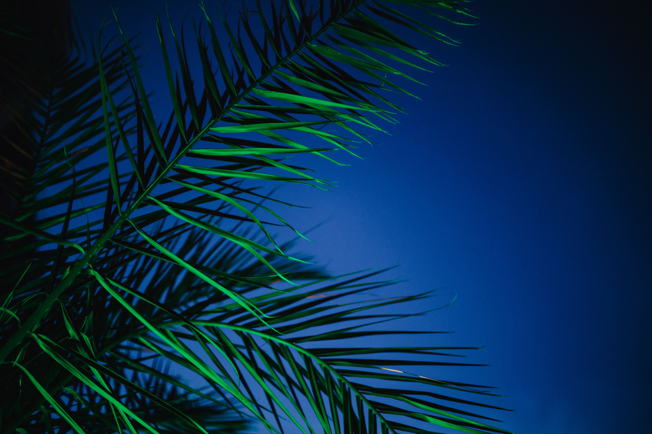 kaboompics illuminated palm trees 5236 miniaturka