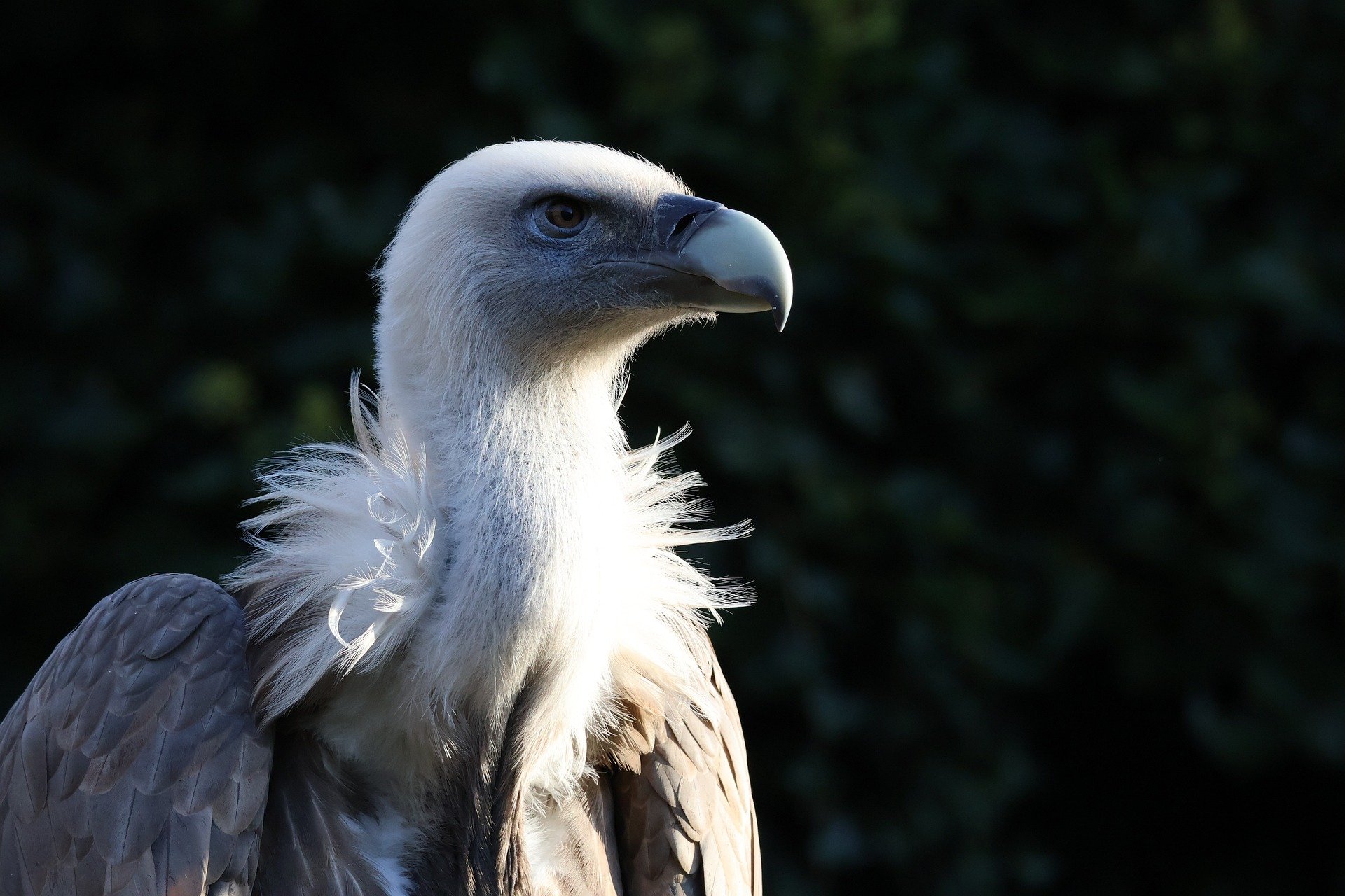 vulture 9483838 1920 miniaturka