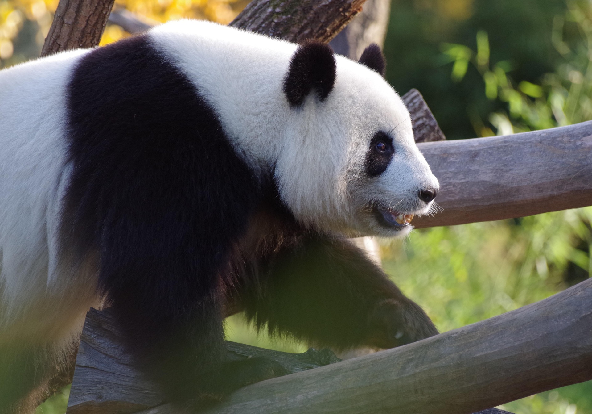 Chinska Panda miniaturka