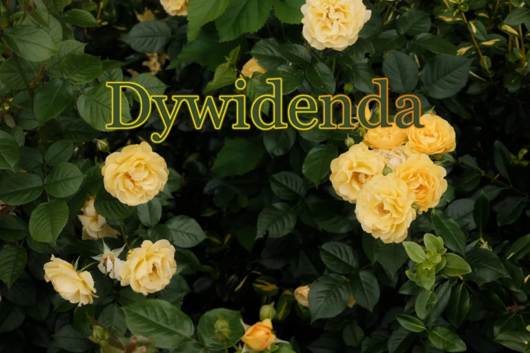 Dywidenda kompendium: aspekty, cechy, wskaźniki