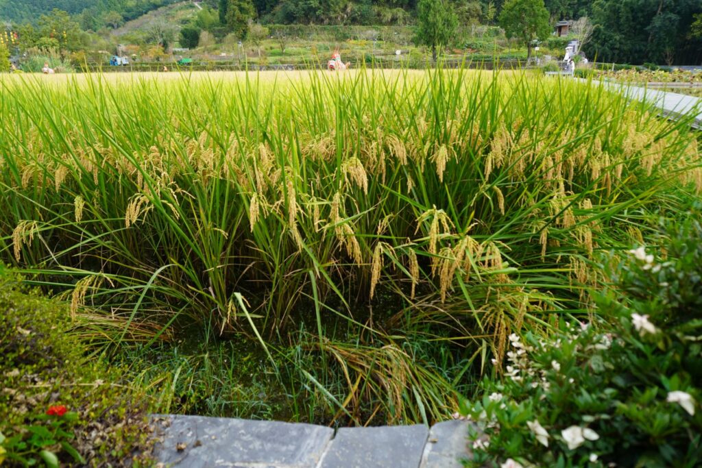 Chiny Wioska Turystyczna 013