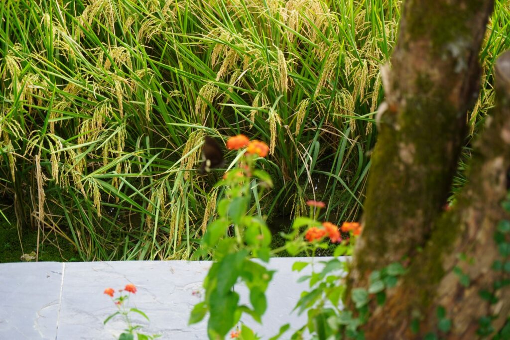 Chiny Wioska Turystyczna 017