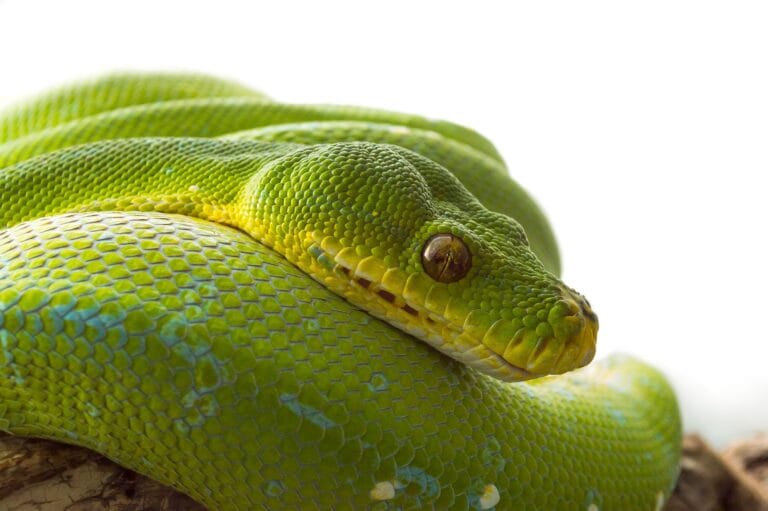 Kredyt SAFE – haracz dla Francji i&nbsp;Niemiec