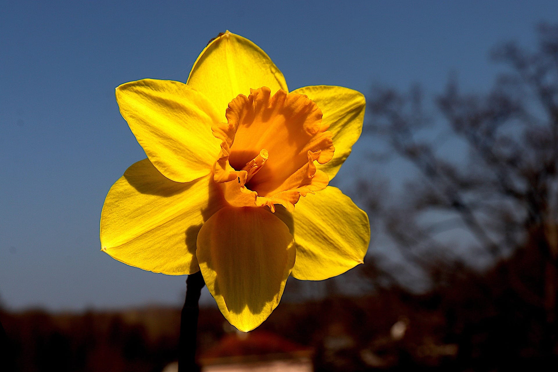 gaimard daffodil miniaturka