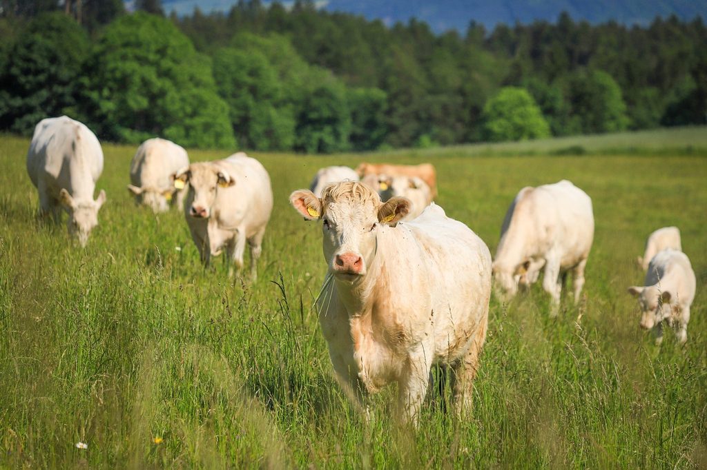 Wojciech Sumliński i prof. Małgorzata Grupa - „Ekshumacja – Ludobójcy w masce ofiar” katerinavulcova cows 8114279 1280